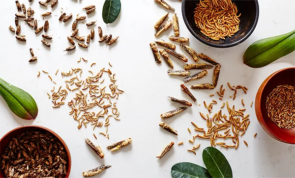Insect ingredients