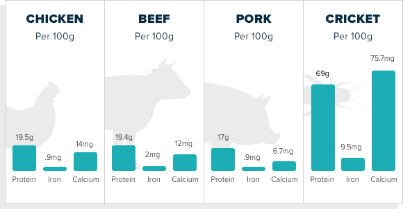 why eat insects?