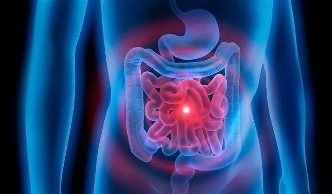 Gut health with insects