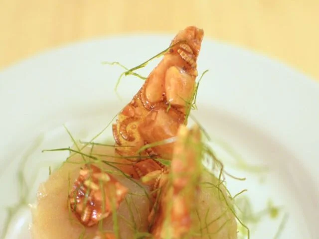 Buffalo Worm Praline