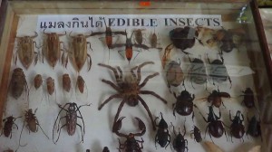 Edible Insects