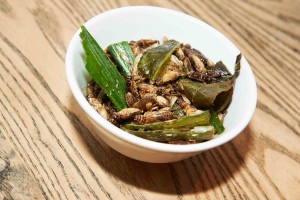 edible insects